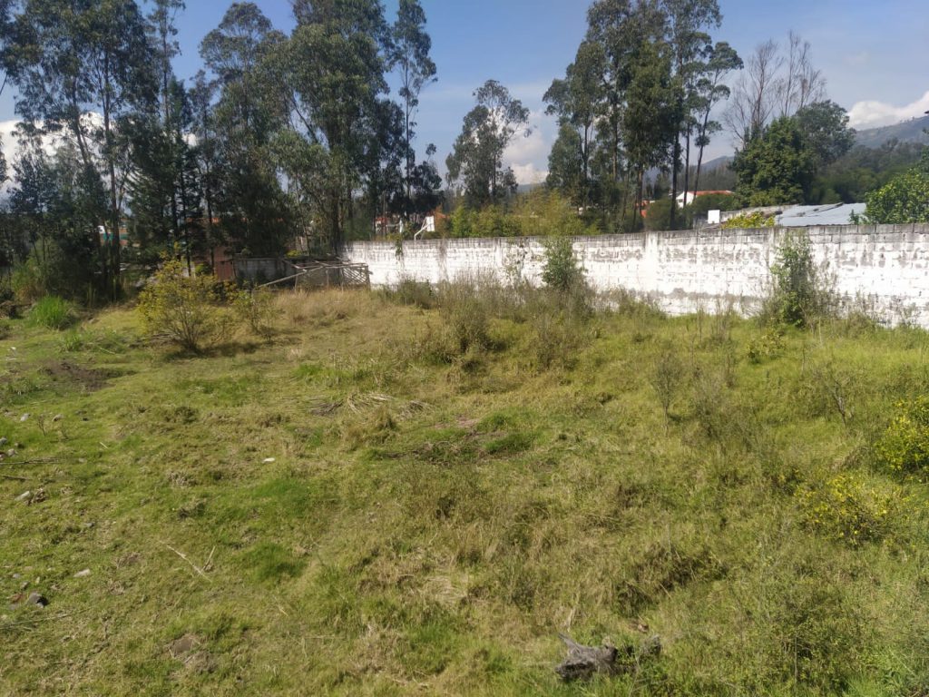 Terreno con pasto y muro existente, estado inicial para terrenos Conocoto residencial inversión.