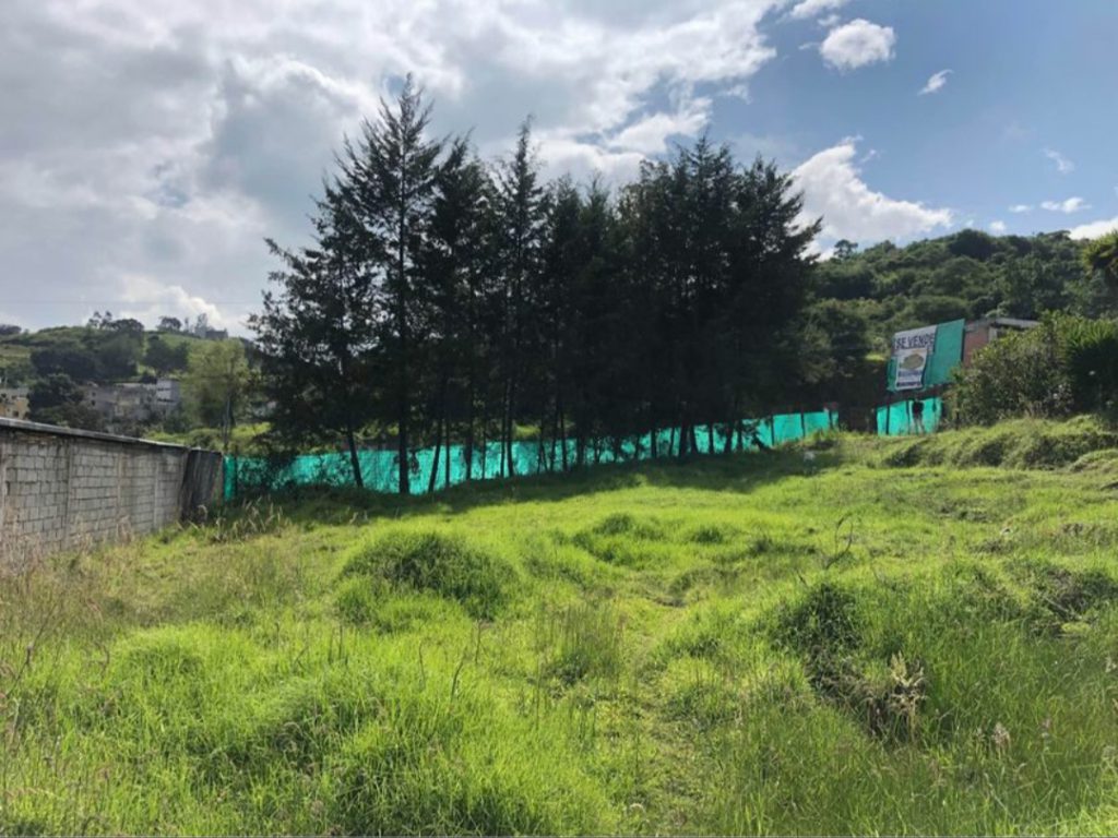 Vegetación natural en terreno sin urbanizar, mostrando el estado inicial del proyecto terminado Jardines Ushimana.
